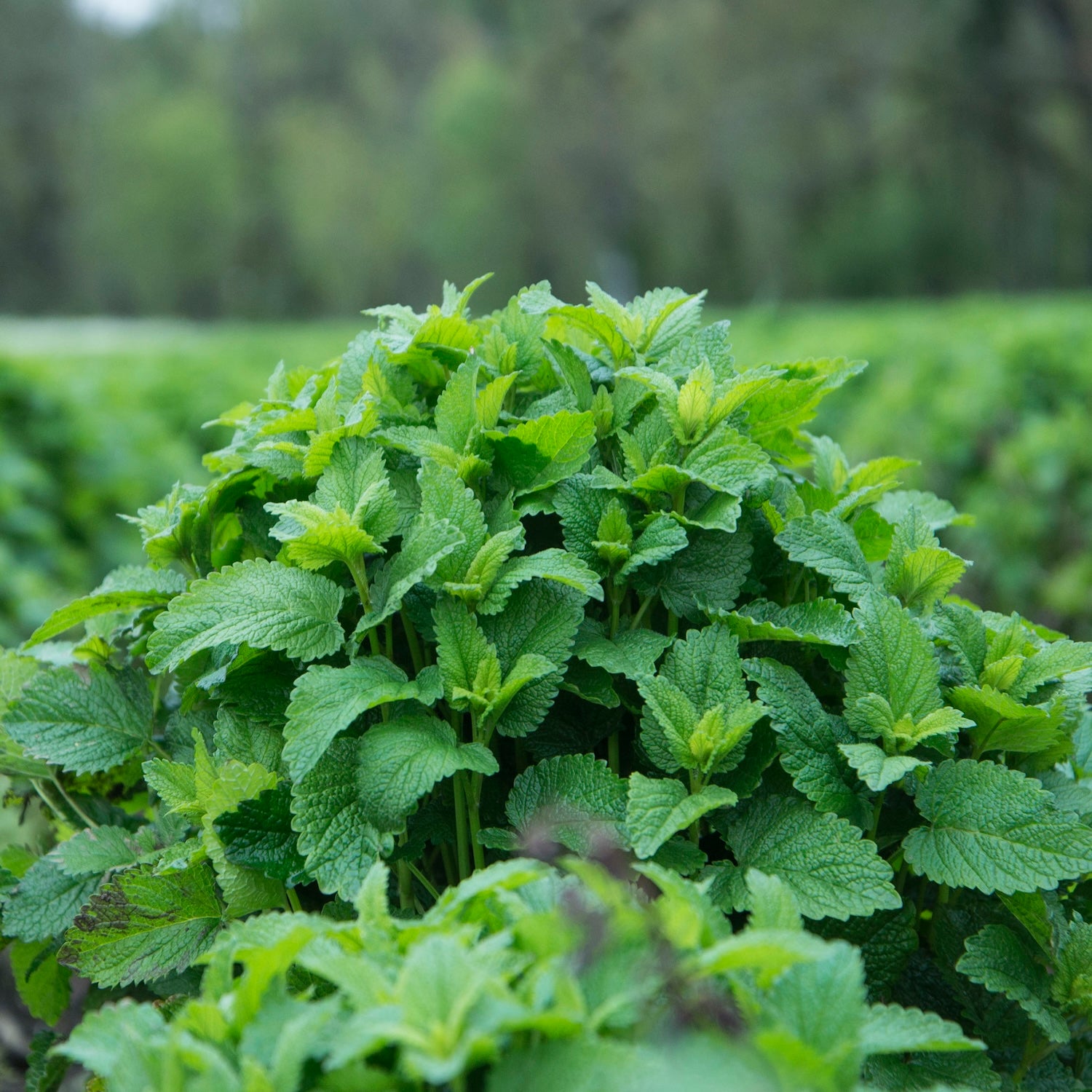 Lemon Balm