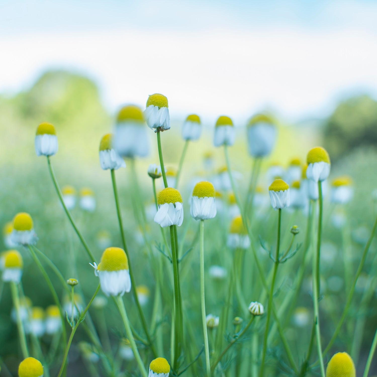 Chamomile