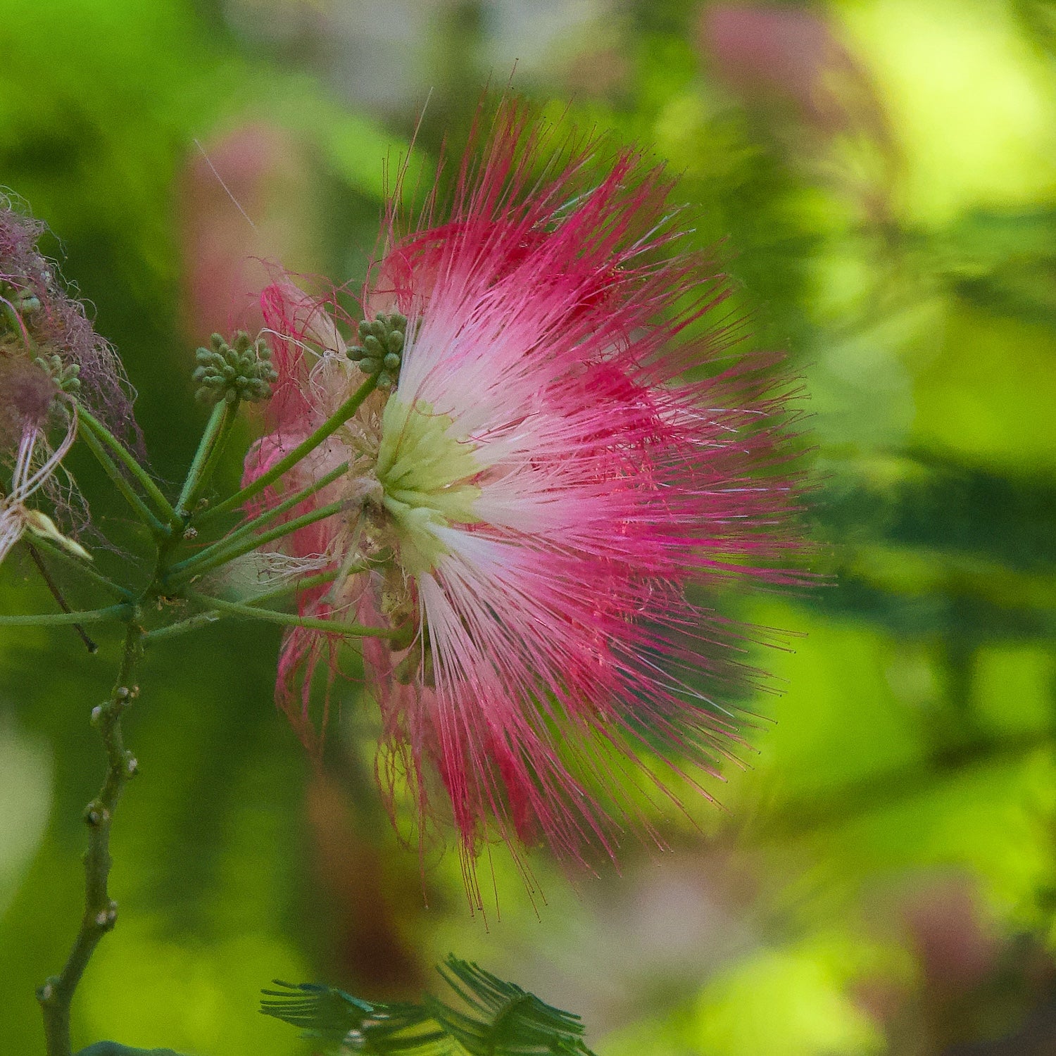 Albizia