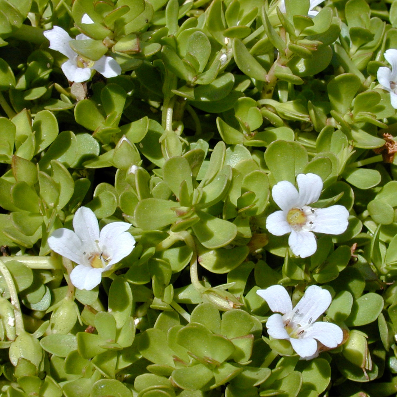 Bacopa