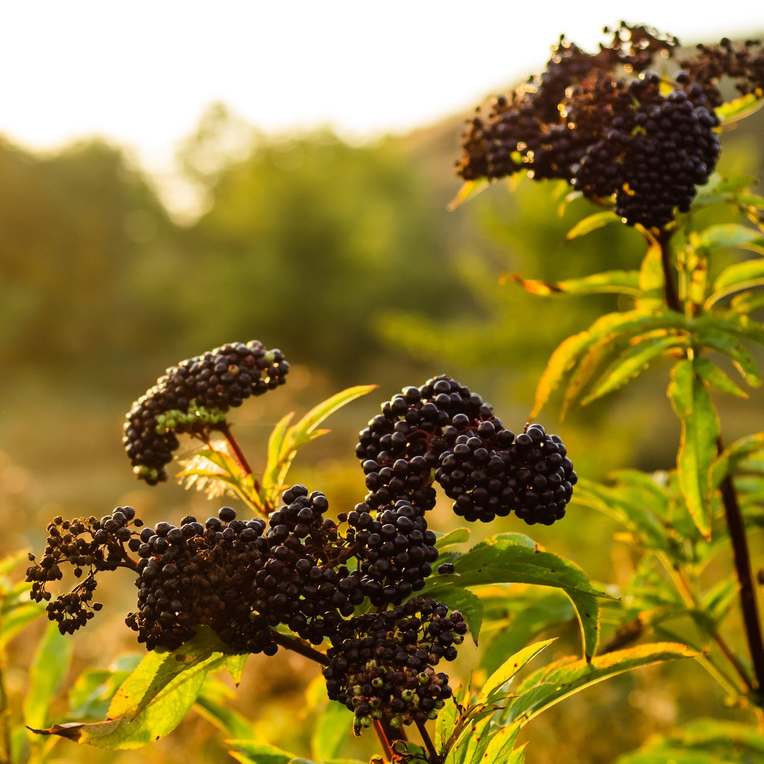 Black Elderberry