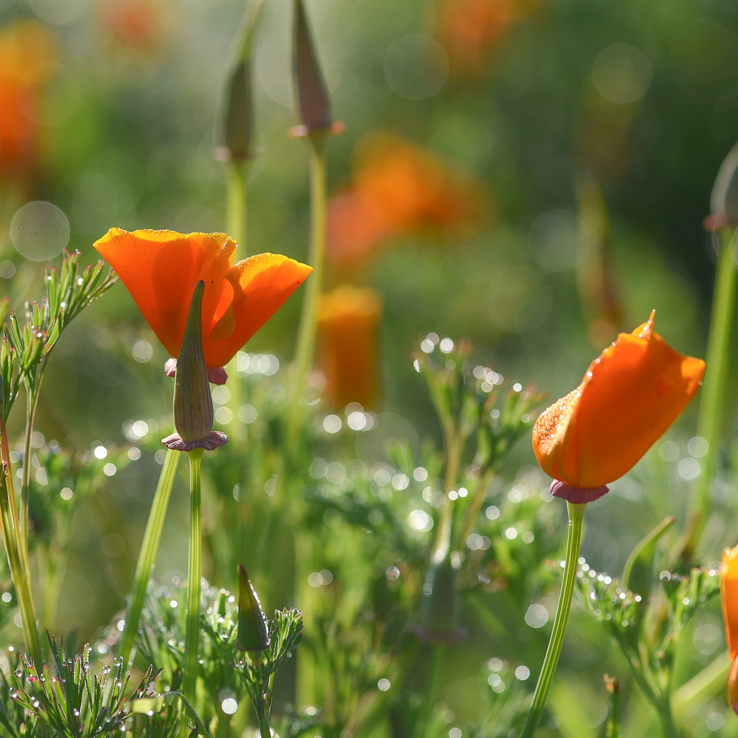 California Poppy