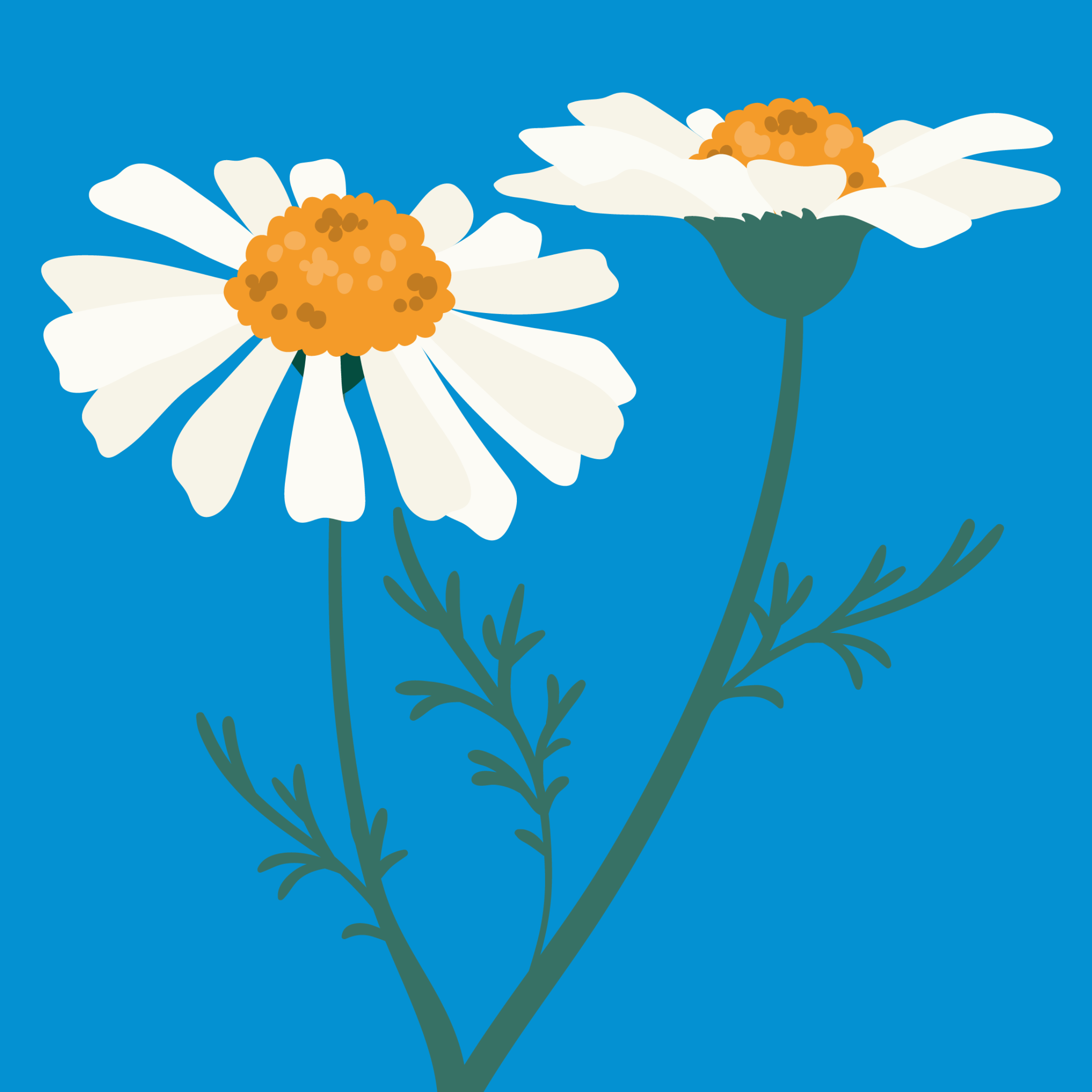 Chamomile