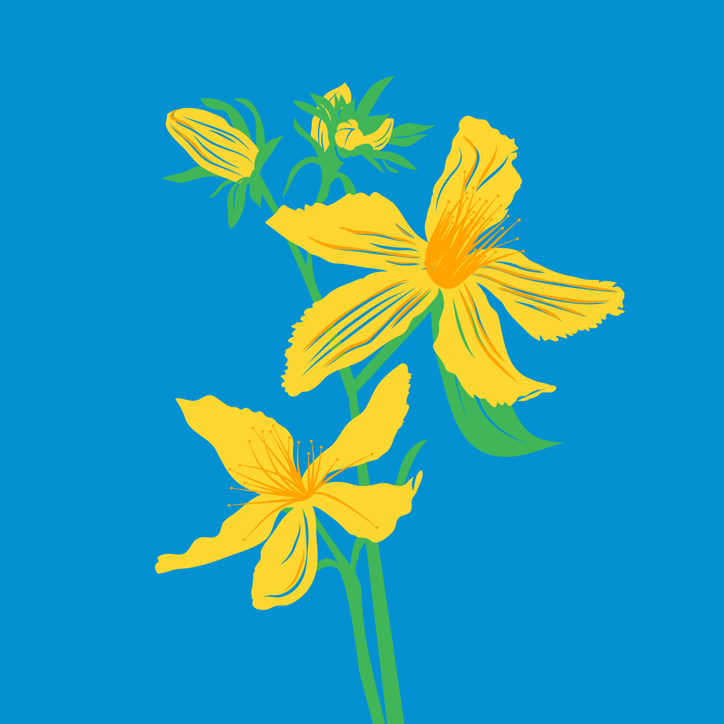 St. John’s Wort