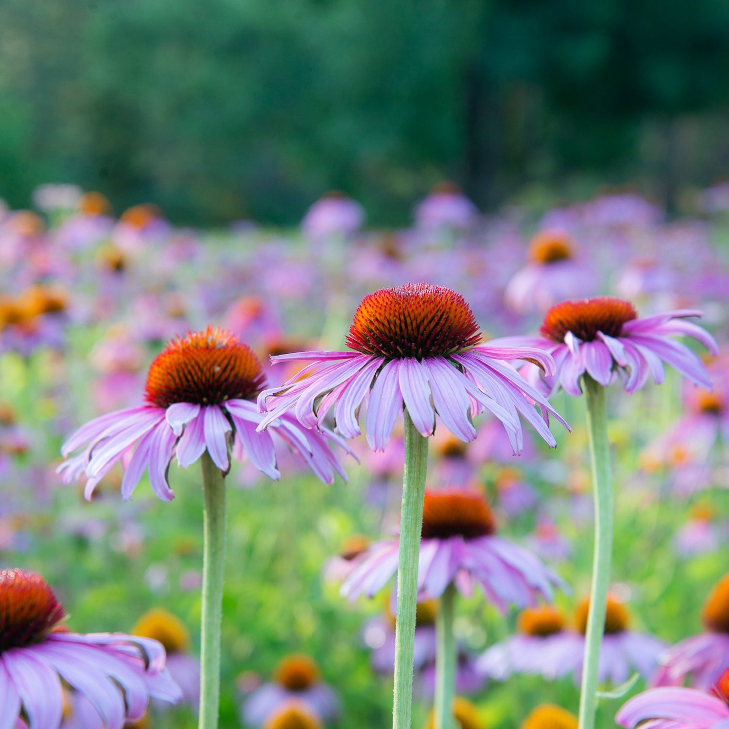 Echinacea