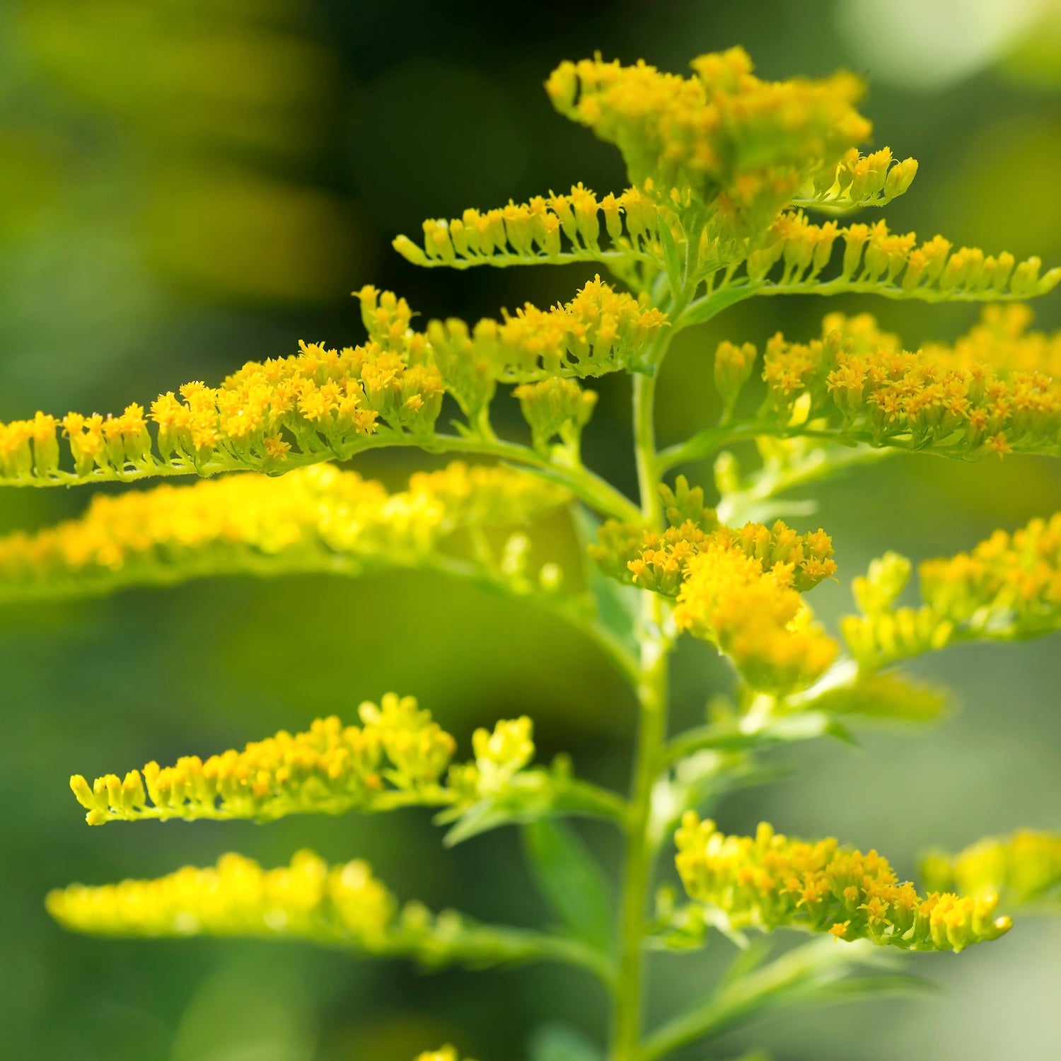 Goldenrod