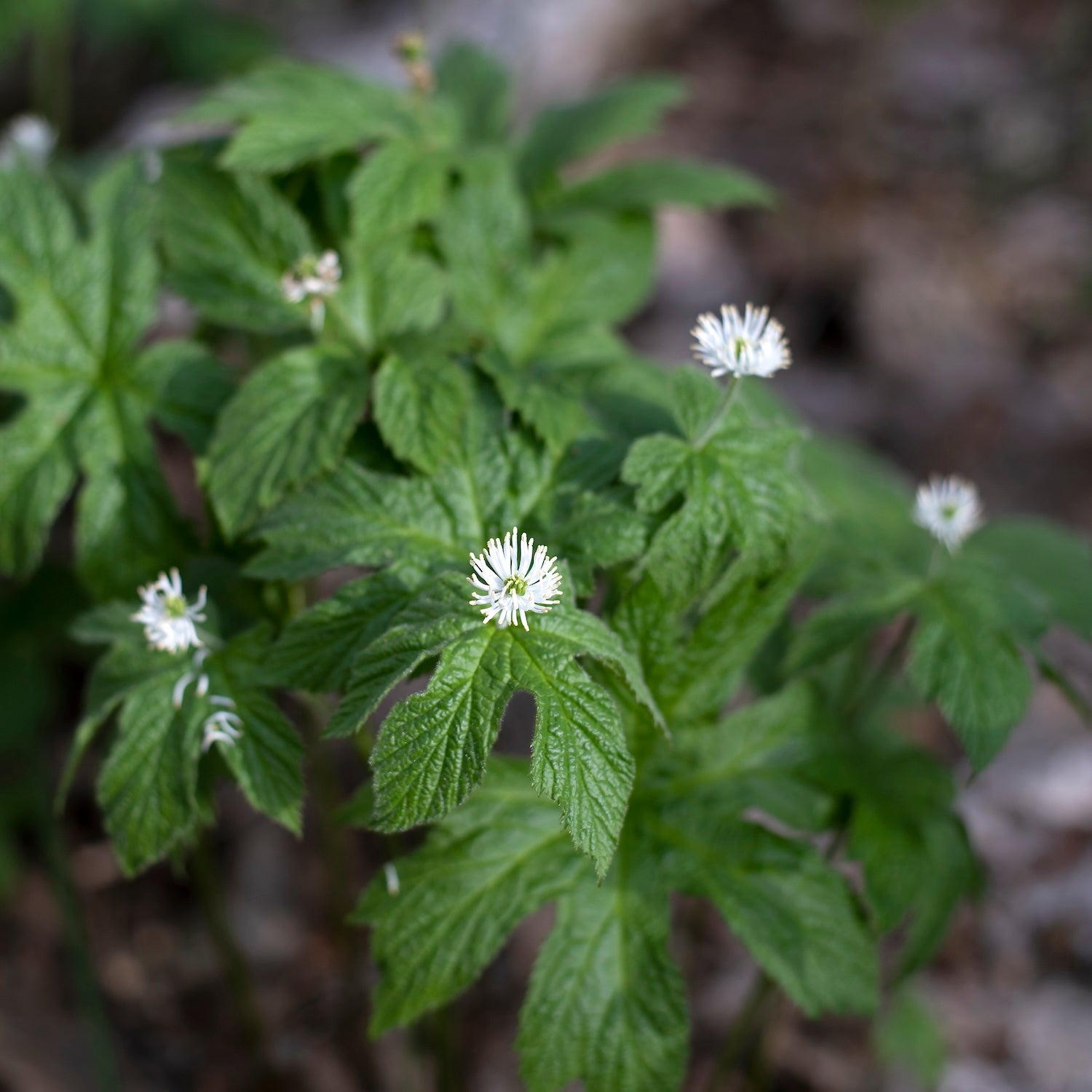 Goldenseal