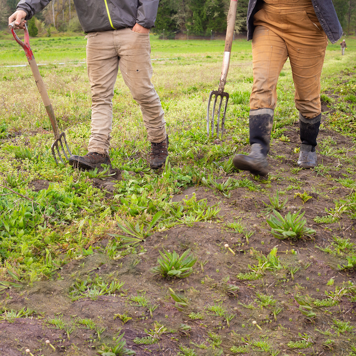 Interns on the farm