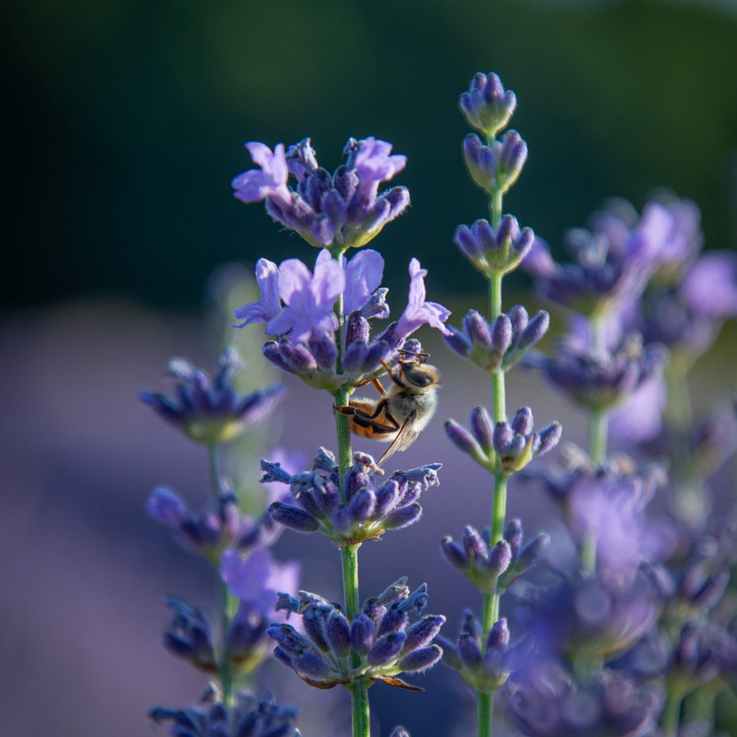 Lavender