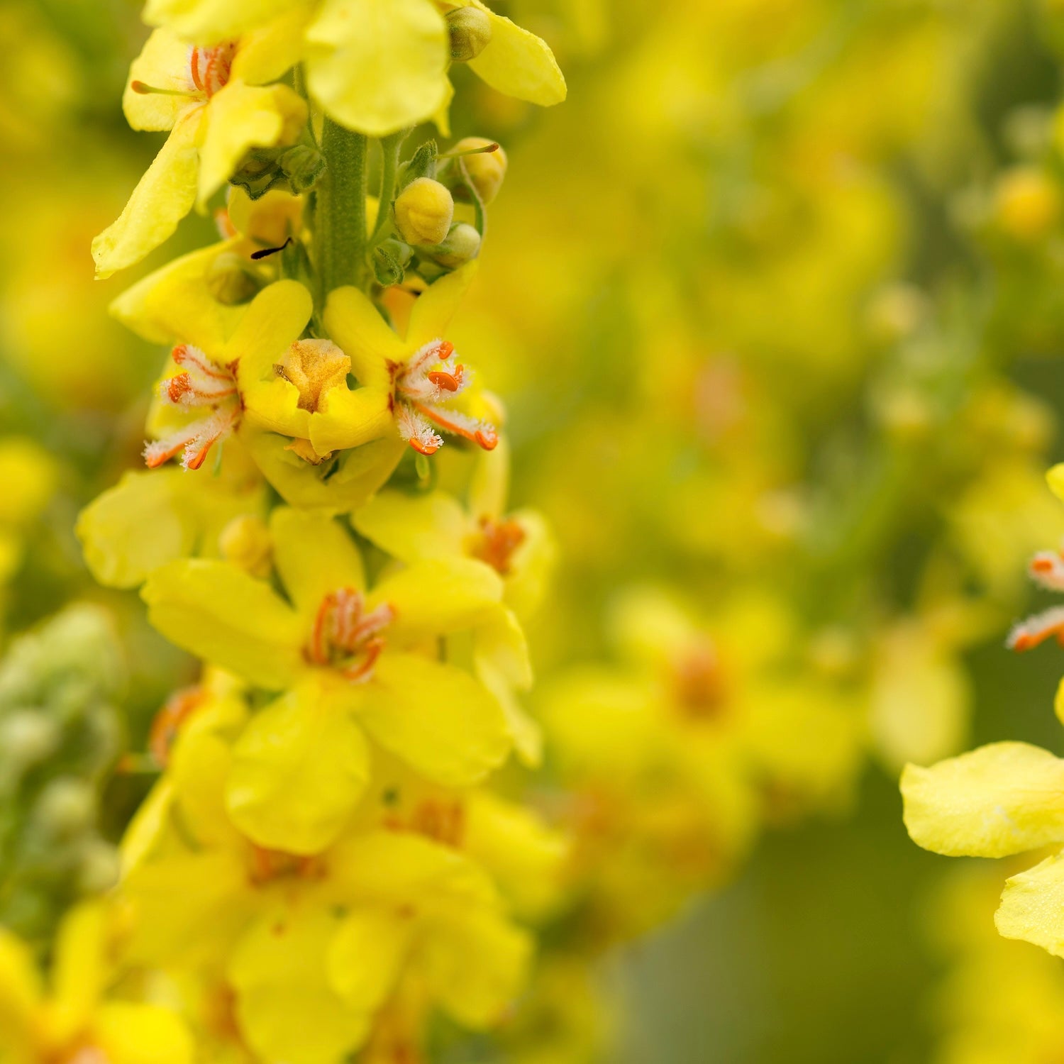 Mullein