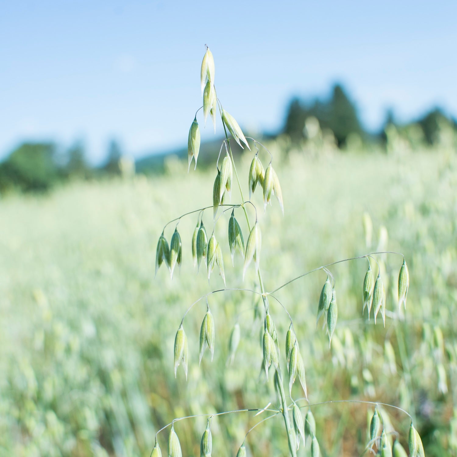 Oat seed