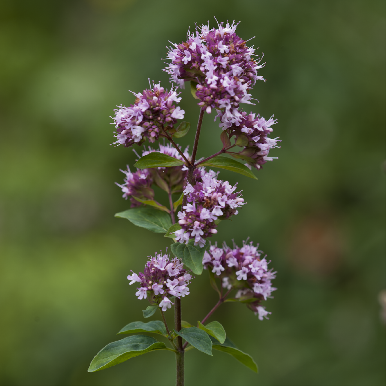 Oregano Spirits