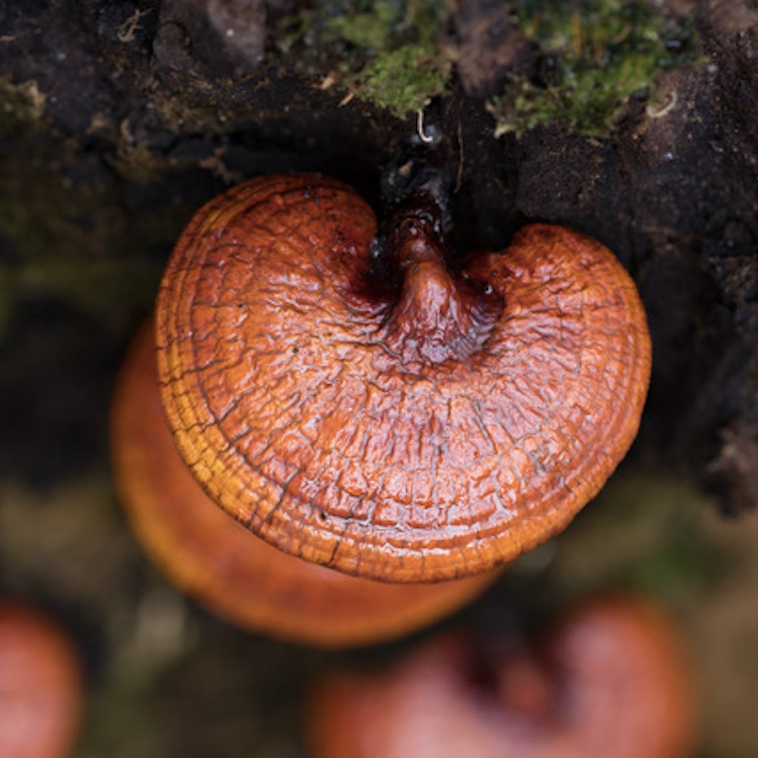 Reishi