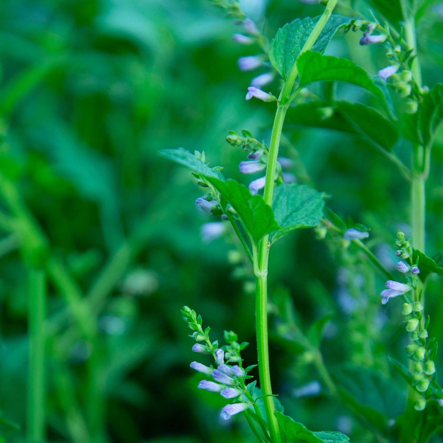 Skullcap