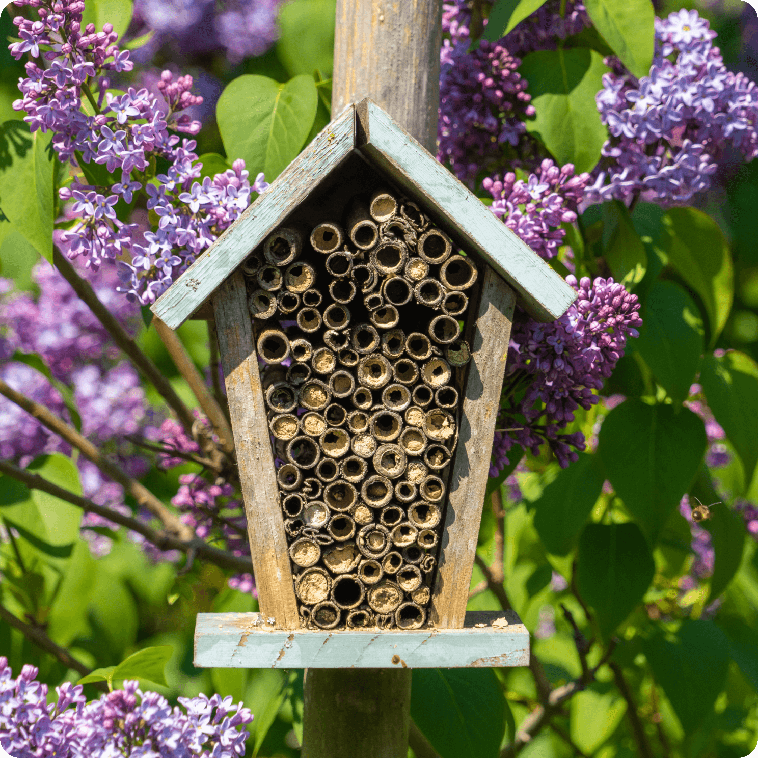 Bee Hotel