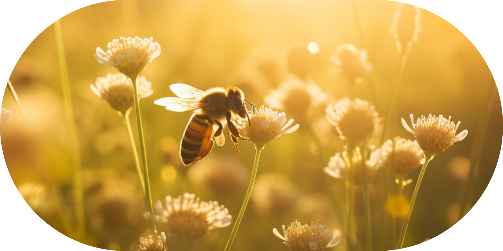 Food for Pollinators