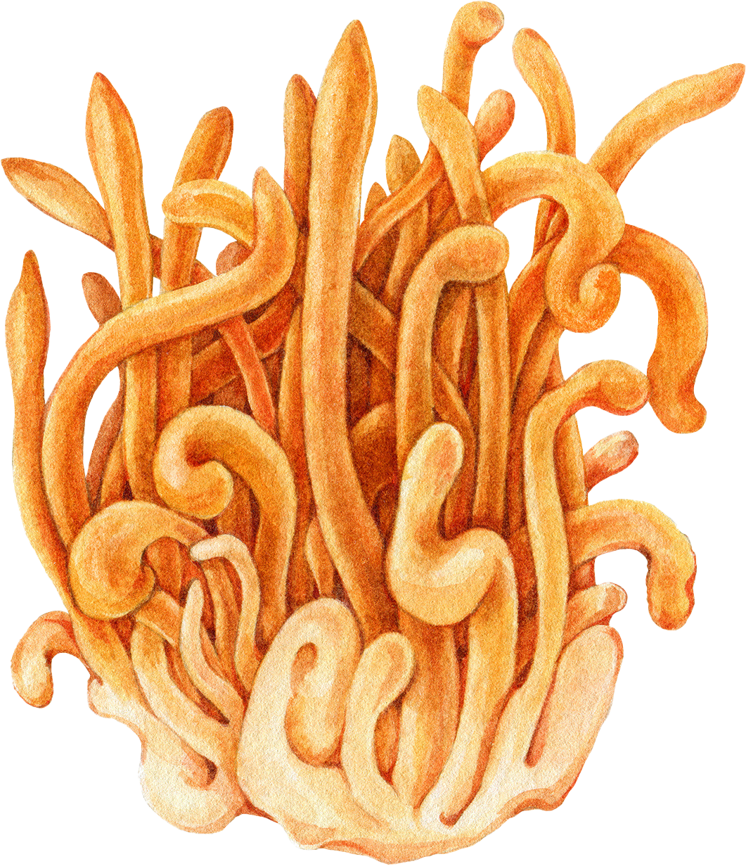 Cordyceps