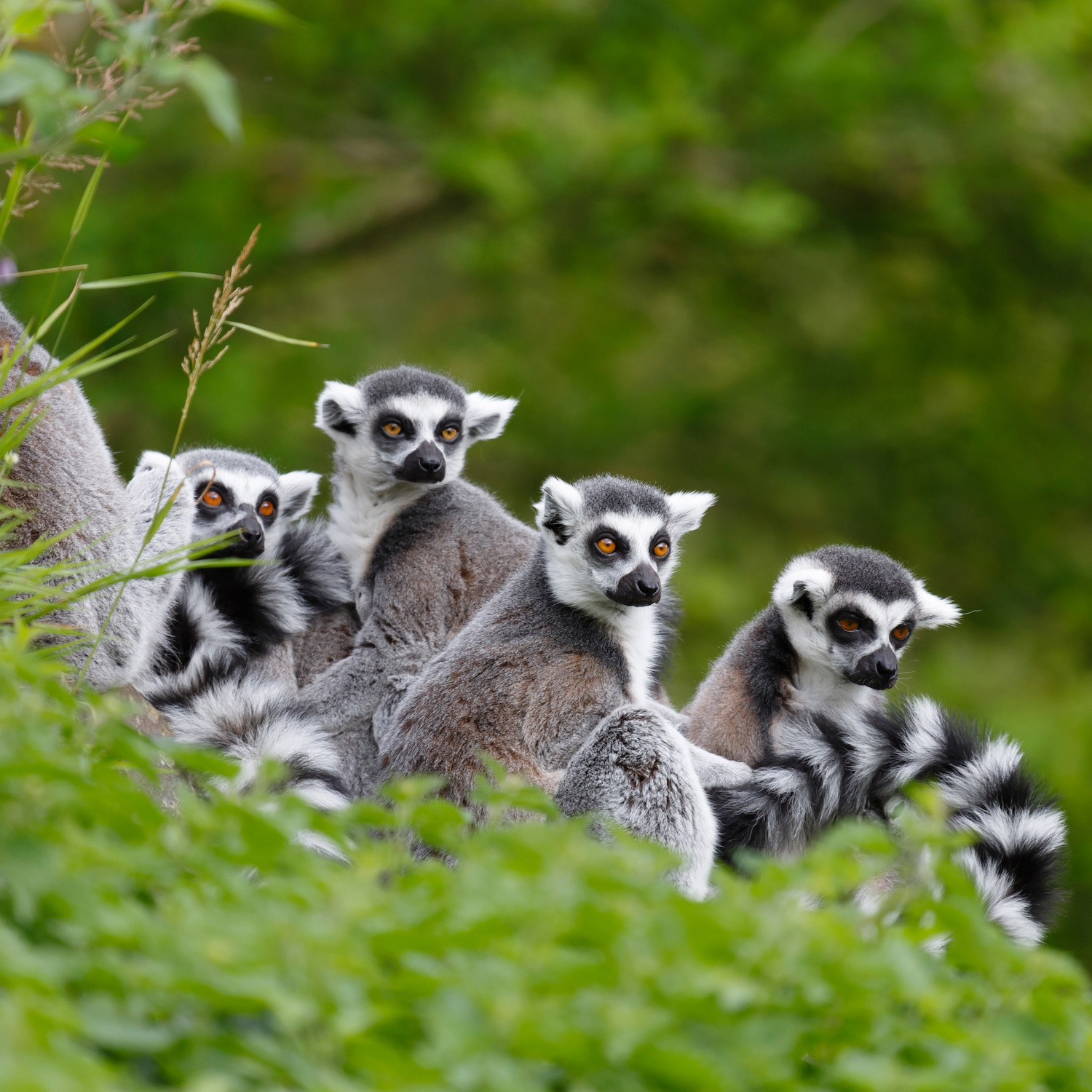 Lemurs