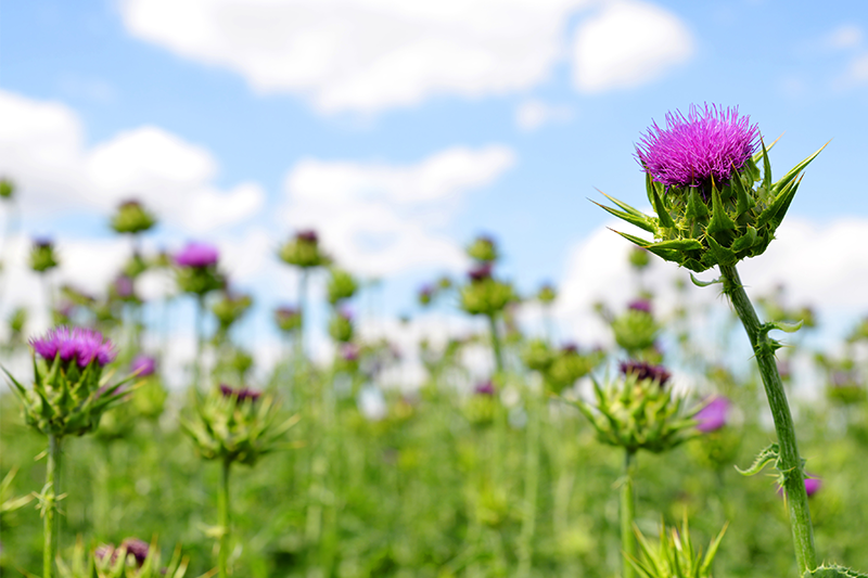 Milk Thistle