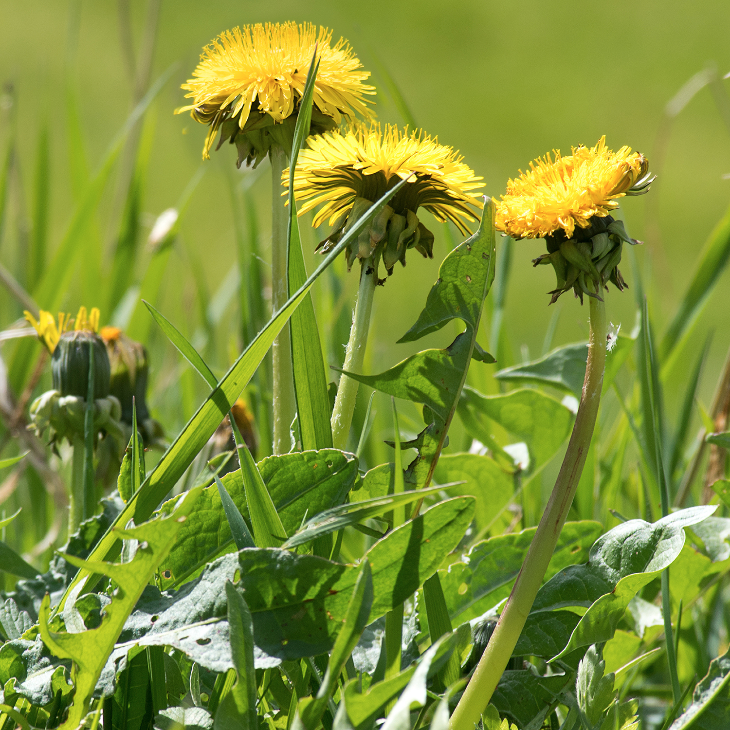 Chemical-Free Weed Control 