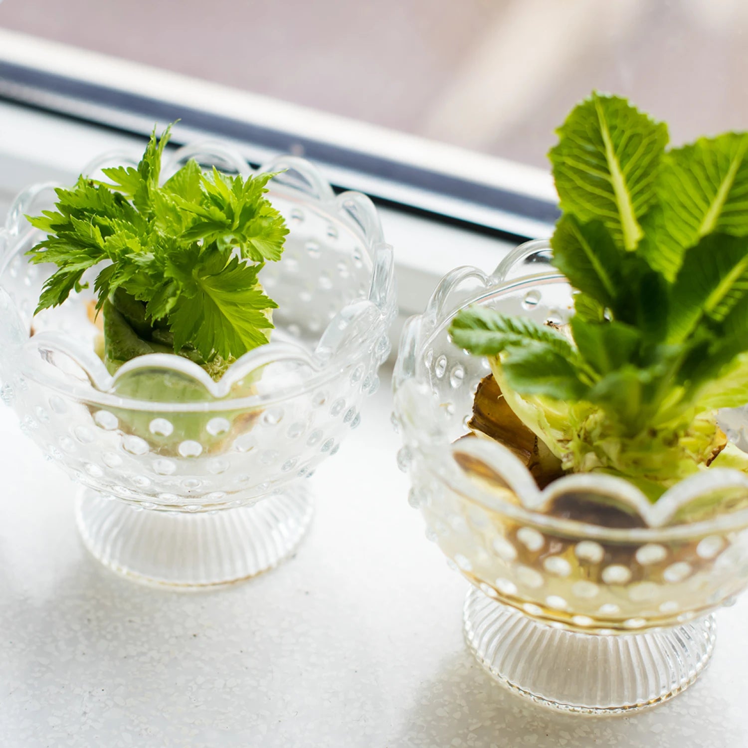 Regrowing Kitchen Veggies