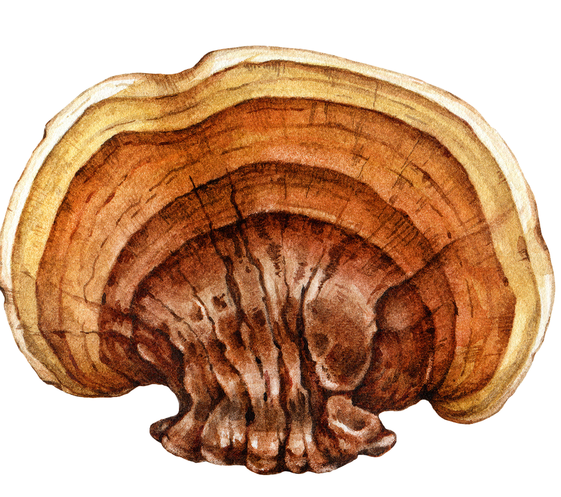 Reishi