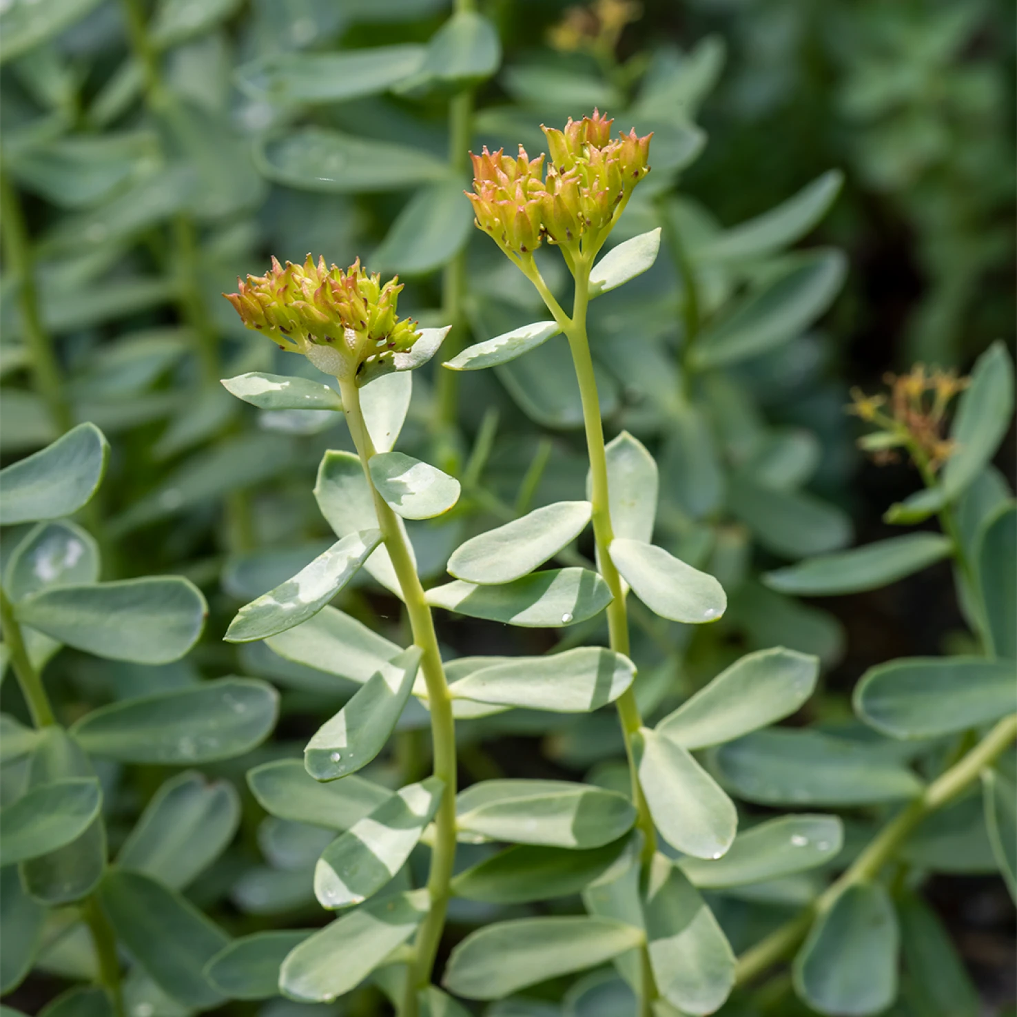 Rhodiola