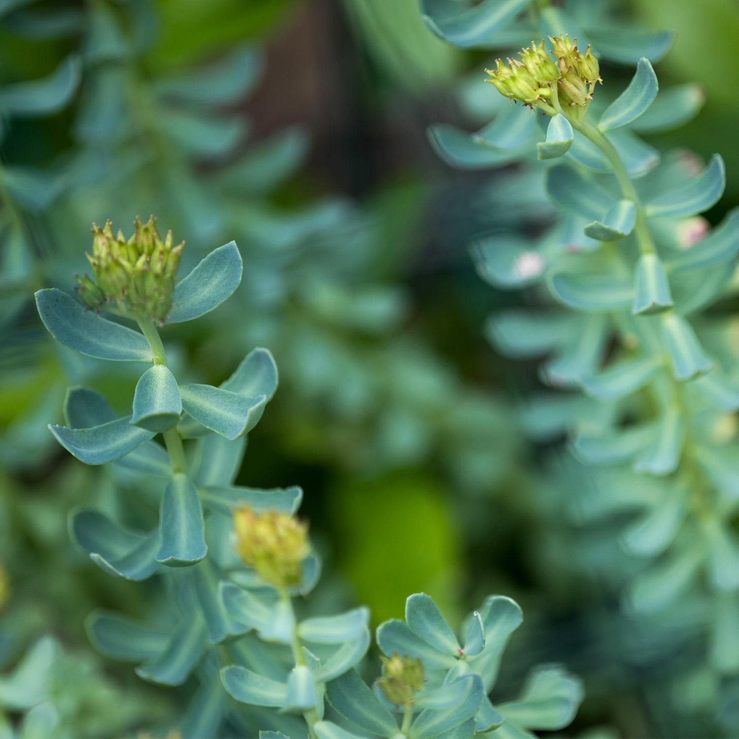 Rhodiola