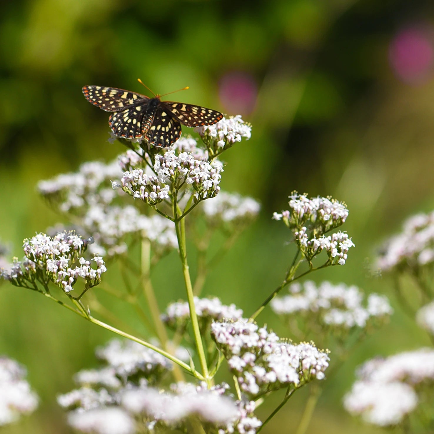 Valerian