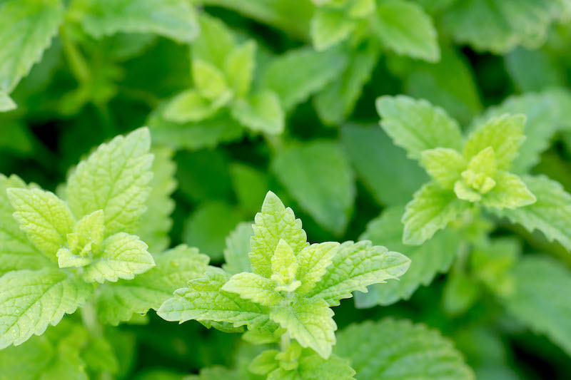 Lemon Balm