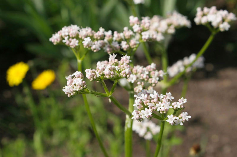 Valerian plant