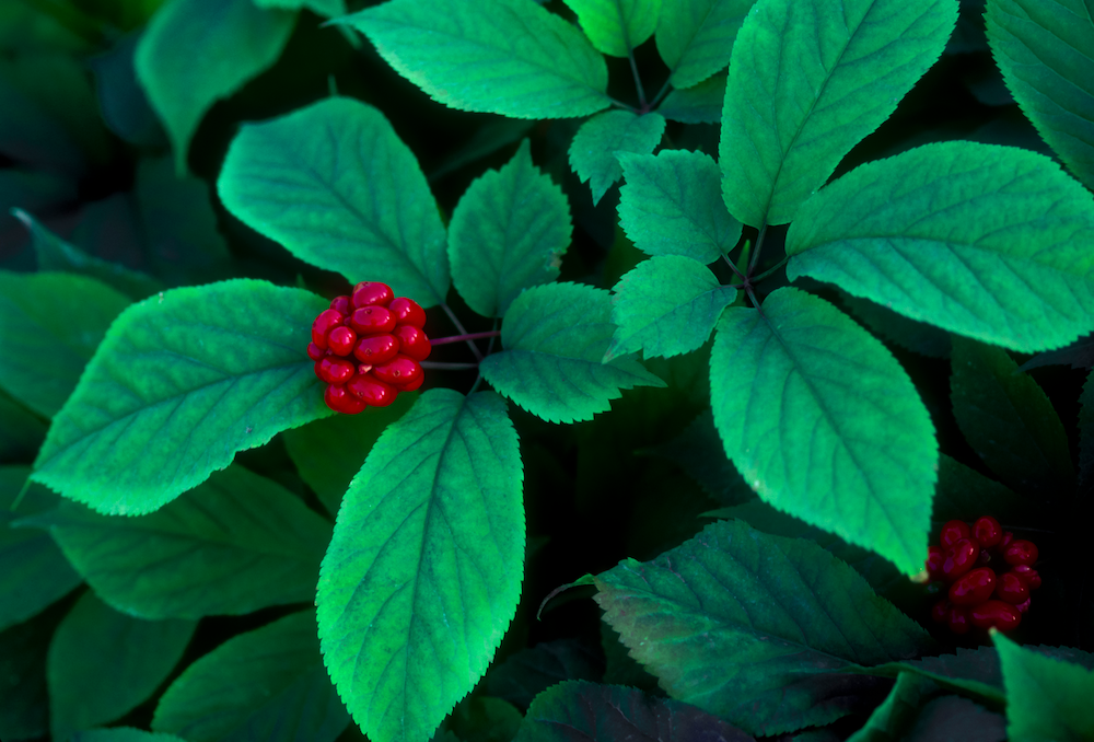 American Ginseng