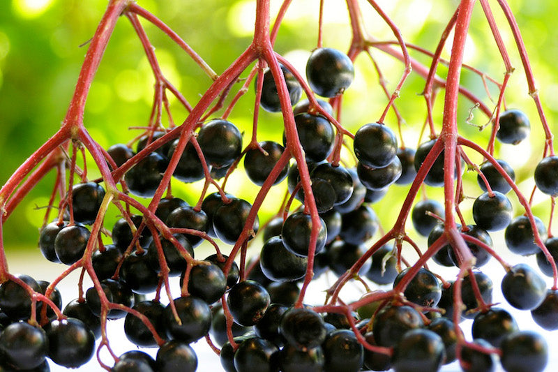 Black Elderberry