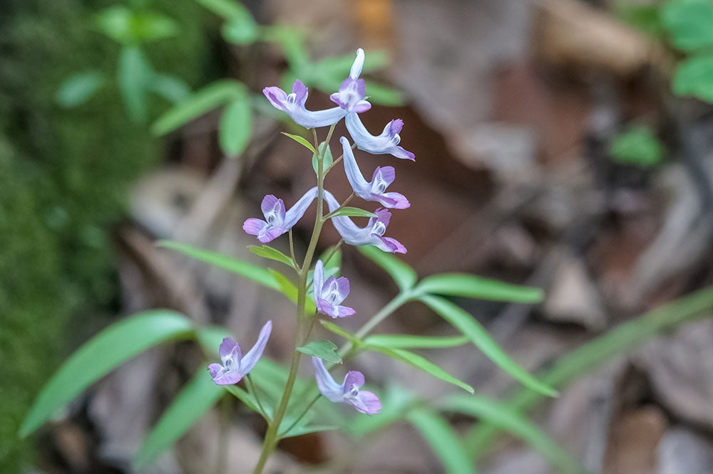 Corydalis