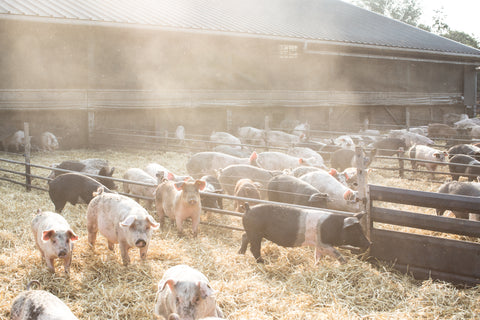 Brandt & Levie - Goed Gehouden Varkens - Biologische varkens - Pink Label