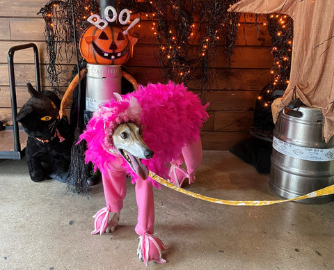 Kylie's fifth Halloween as a flamingo.