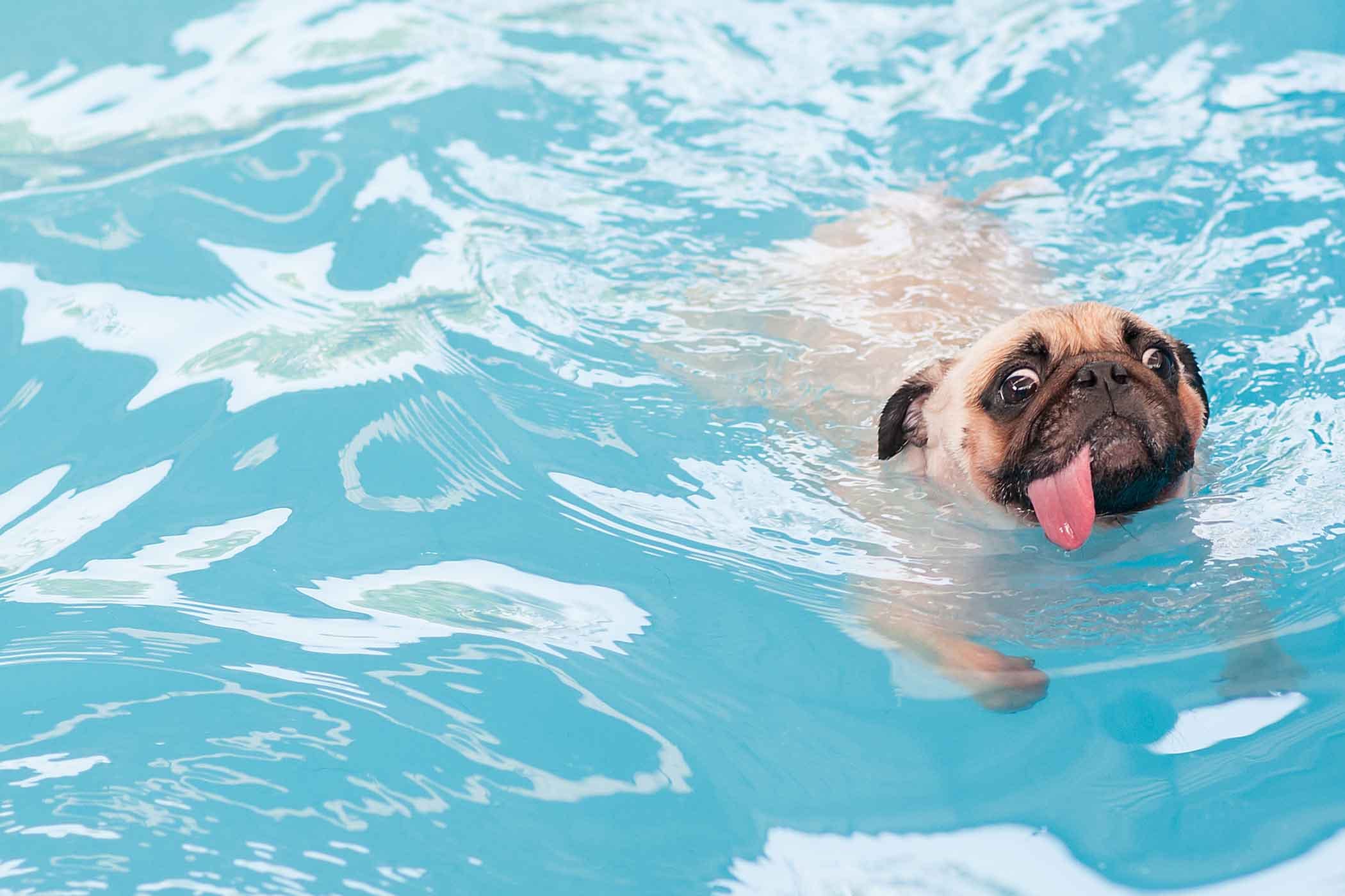 While some dogs are naturally good swimmers, others are less able to swim because of their size, strength, or the length of their noses.