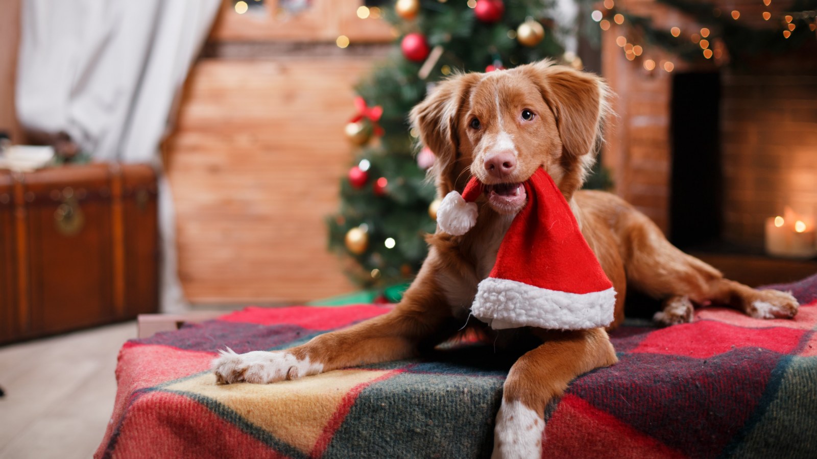 The best way to keep out the cold is to prepare enough warm clothing for your furry child. Taking advantage of Christmas, the owner might as well try to buy some clothes full of Christmas atmosphere for the furry child, so as to keep warm and celebrate the festival.