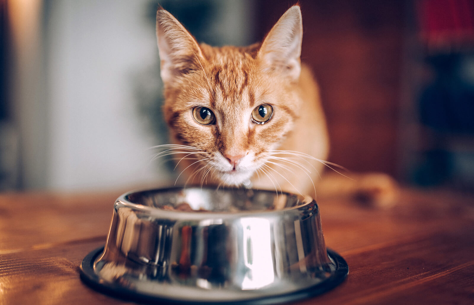 As a novice cat owner, you must know that feeding cats is one of the most important parts of keeping them healthy.