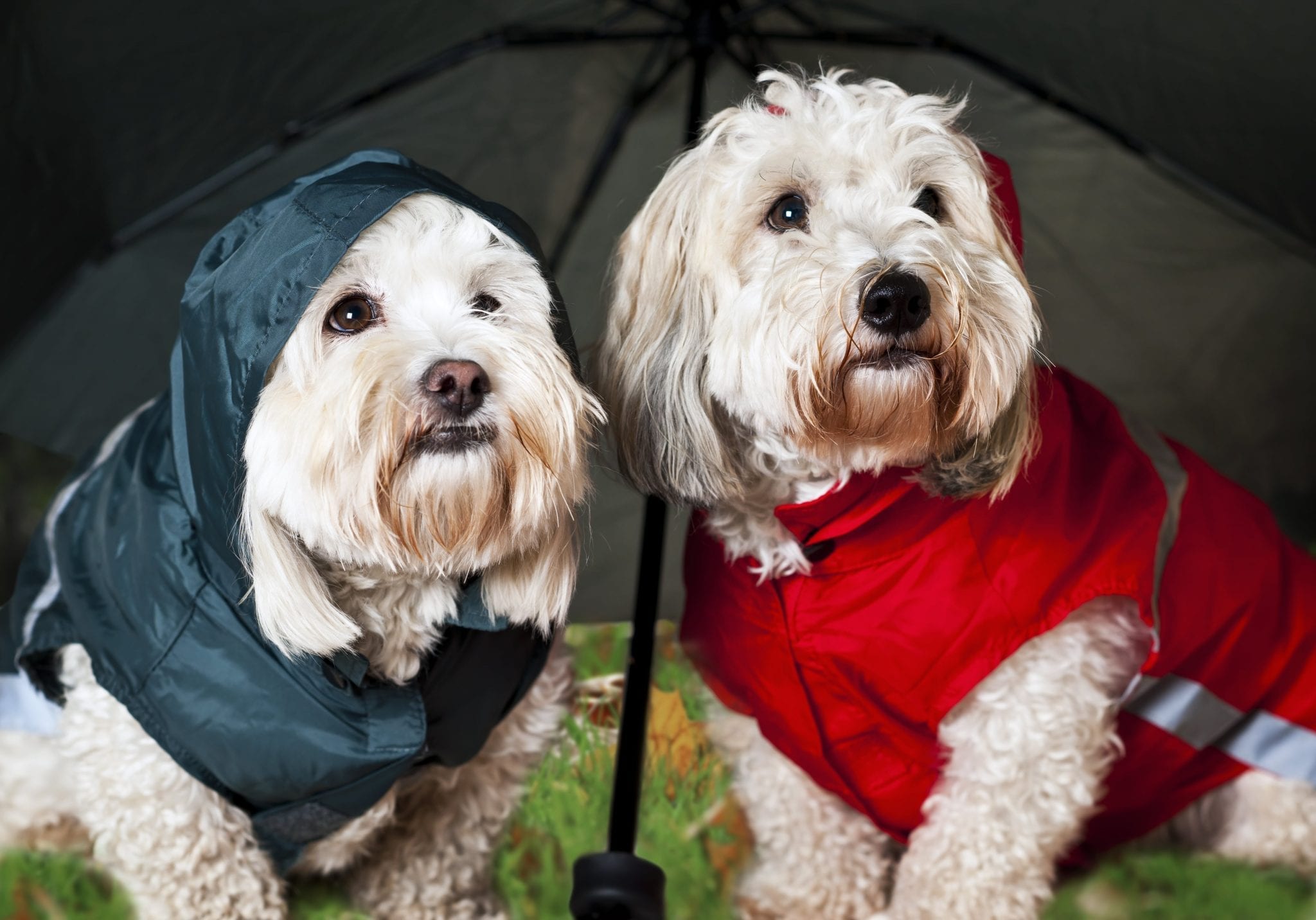 After the dog is wet by the rain, it should be cleaned and dried in time, and the fluff at the bottom should be blown dry. Check your dog's ears and coat frequently, and don't let it stay in dirty, wet places for a long time.