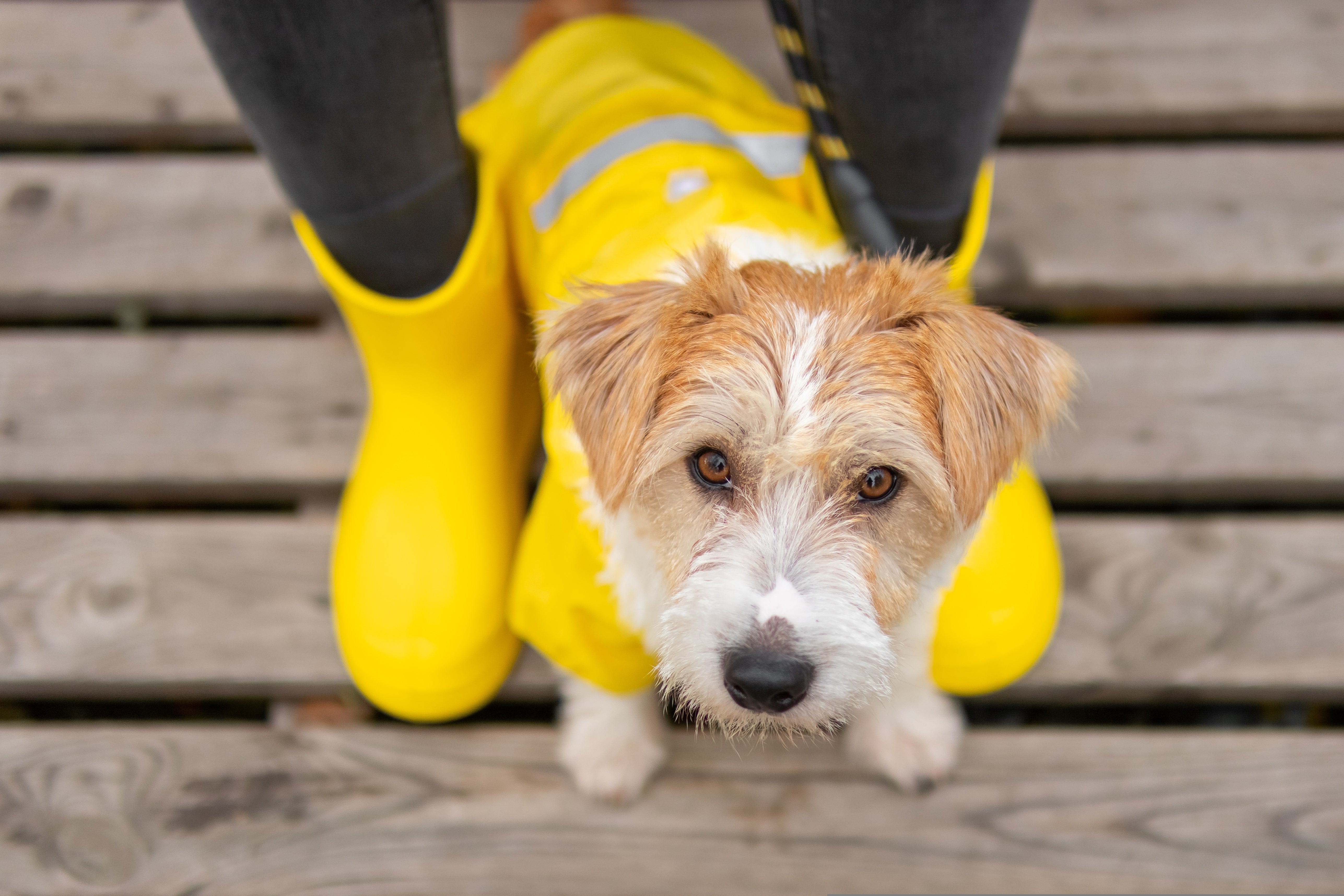 When a furry child goes out for a walk, plays, runs and jumps, the body loses heat energy due to activities. If the body is exposed to rain and is not dried quickly to keep warm, the body temperature will drop and excessive heat dissipation will lead to a decrease in immunity, and it is possible to catch a cold.