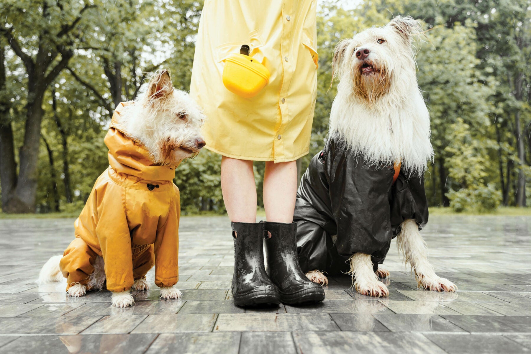 地面積水會弄濕狗狗的四肢，長期潮濕有發生濕疹的潛在危險。因此，除定期為狗狗修剪腳底毛和指甲外，如果外出散步地面有積水時，回家後一定要把爪子擦乾。