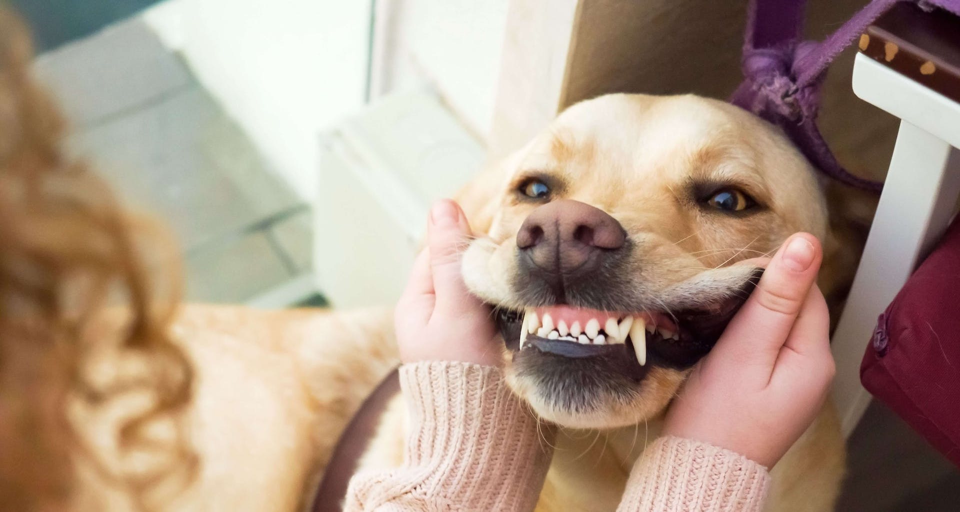 【2024貓狗刷牙攻畸】為甚麼要早點養成「幫寵物刷牙」的好習慣?如何幫寵物刷牙？