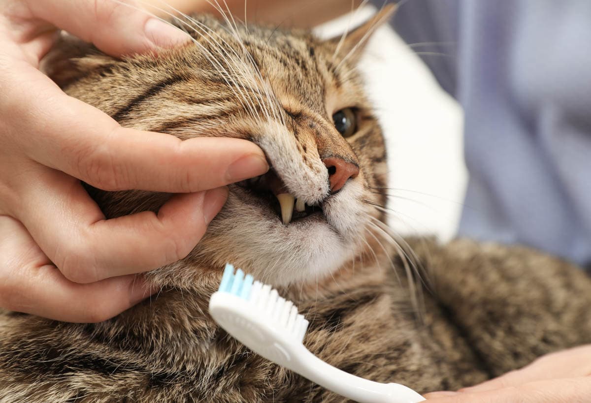 要治療牙周病，可能需要進行麻醉洗牙或手術，這對寵物來說是很大的負擔。因此，我們應該定期幫寵物刷牙，保持口腔清潔，避免這些問題發生。