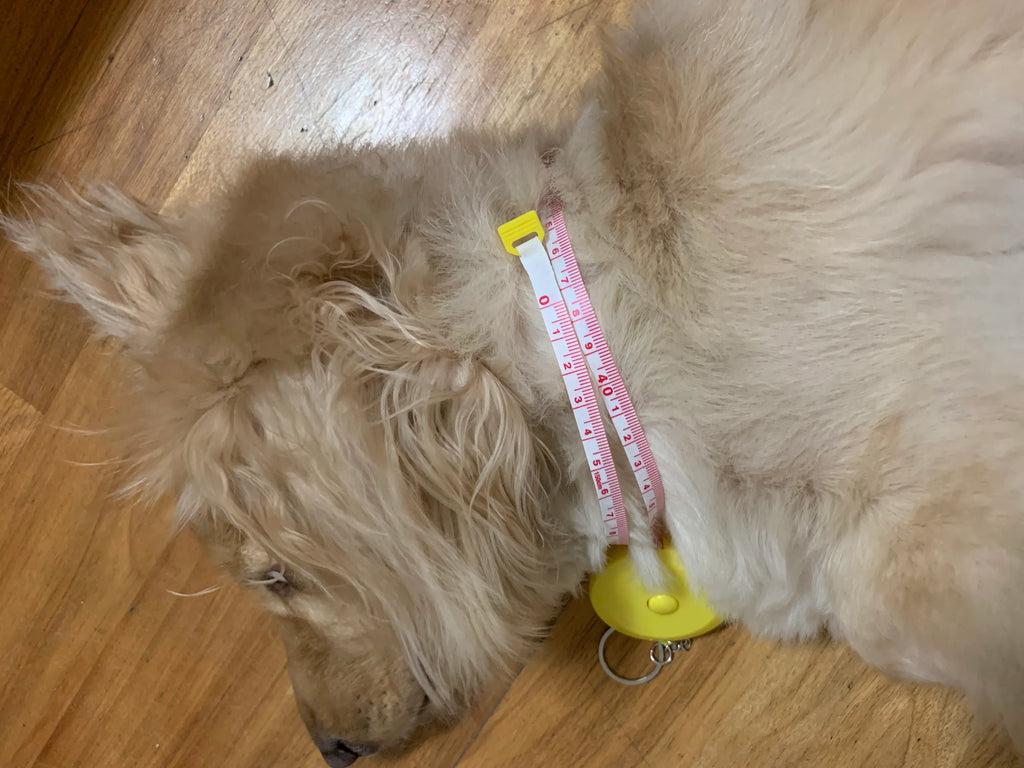 To measure the neck circumference of a dog/cat, the method is very simple, just use a soft tape to go around the neck. However, please pay attention to different types of fur babies. The length and fluffiness of the hair will affect the measurement results. For short-haired fur babies, you usually need to leave two or three finger widths to avoid being too tight.