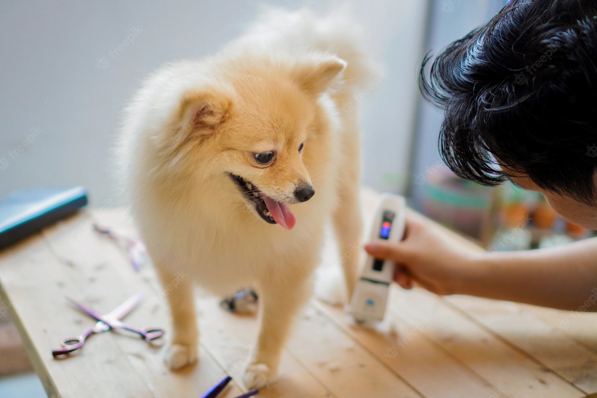 In summer, the dog's hair should be cleaned in time to help dissipate heat; the ear hair of long-eared dogs should be trimmed to avoid the breeding of mites.