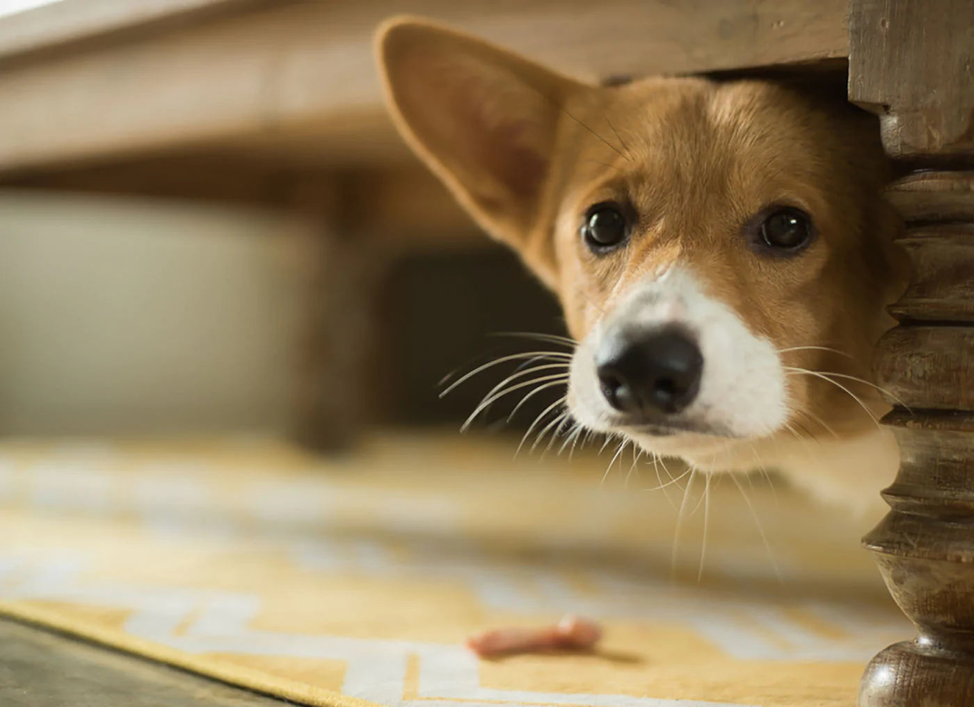 If the dog feels very hot, it will reduce the amount of exercise, or is unwilling to exercise, and hide in a cool place all day long, such as the bottom of the table, air-conditioned room and other cool places, which will make them feel cooler.