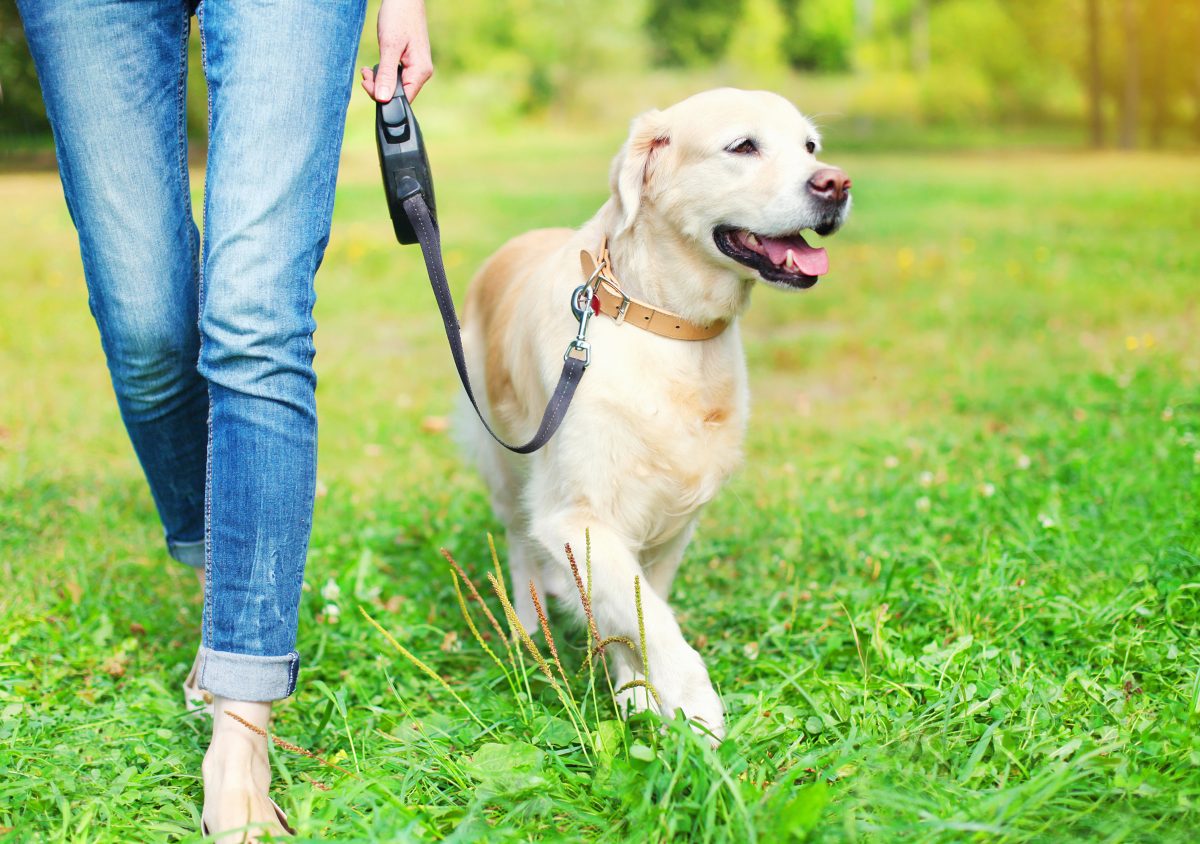 It is very important to give your dog enough space to move around, as dogs need appropriate exercise and activity to maintain physical and mental health.