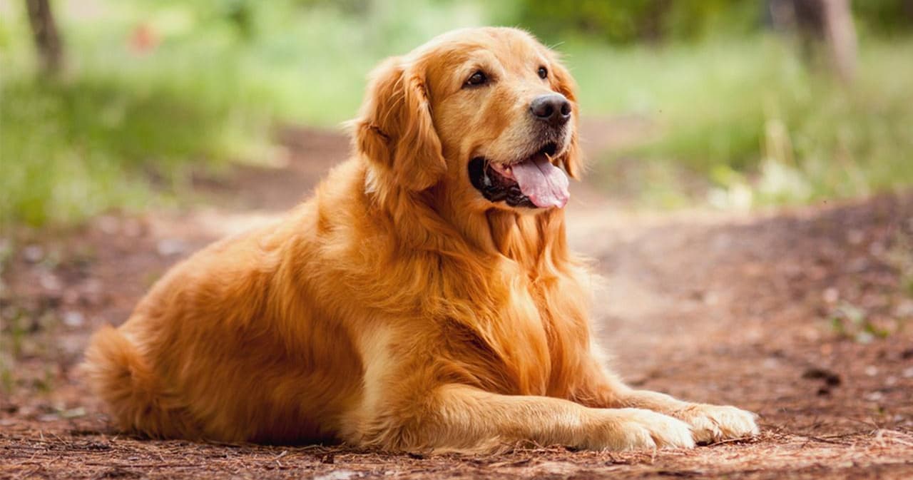 You should choose a dry food suitable for your dog's age, size and activity level, and feed it regularly, supplement vitamins, keep the water source clean, and more importantly, use toothbrushes, toothpaste, and insect repellents.