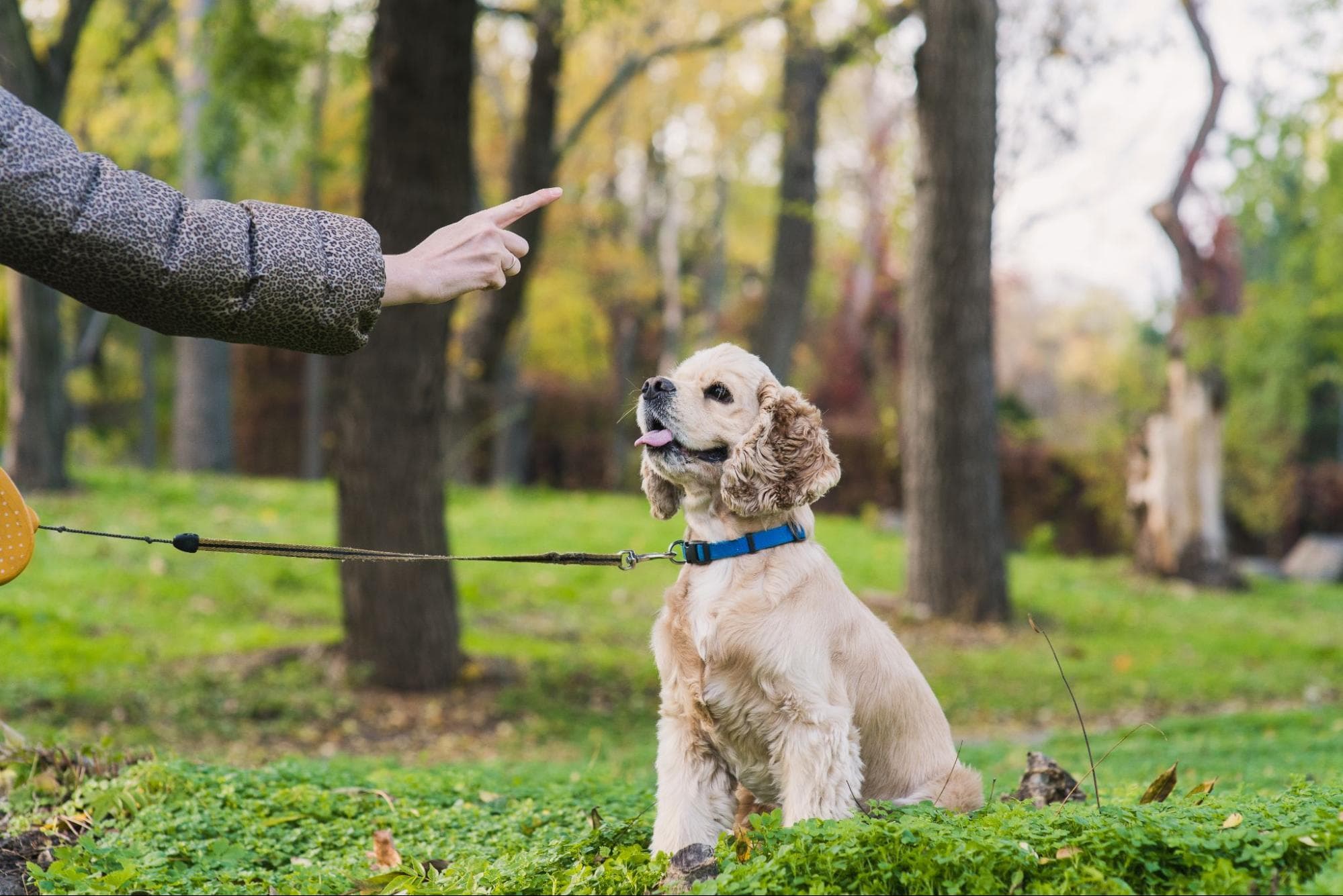 Blood tests, X-rays, and ultrasounds are also necessary parts of health examinations. Blood test reports can detect abnormalities that are invisible to the naked eye, including the dog's coagulation function, whether the organs are sound, and whether there are parasites in the body.